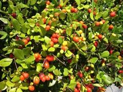 اوگنیا فوتیدا